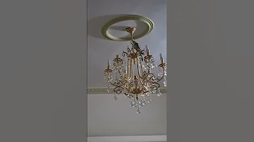 Cockatiel Finally Get Ride Of Stupid Human 