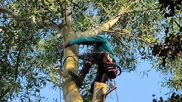 Cưa  cây  tràm  bông  vàng  gần  nhà  .Ở  lương  phi  .Cưa  cây  kỷ  thuật  cao