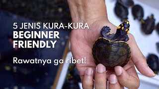 5 JENIS Kura-kura yang BEGINNER FRIENDLY, ga repot!