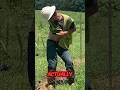 This Trick Makes Birds Immune to Electric Fences #facts #science #shorts
