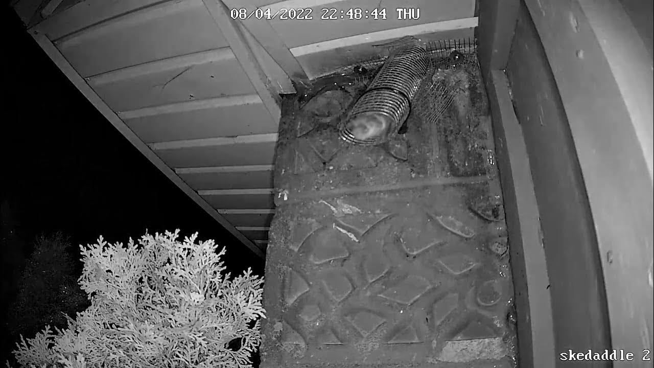 How Do Bat OneWay Doors Work? YouTube