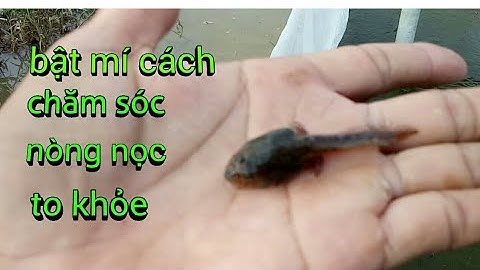 cách cho nòng nọc ăn đúng cách không thừa thức ăn.