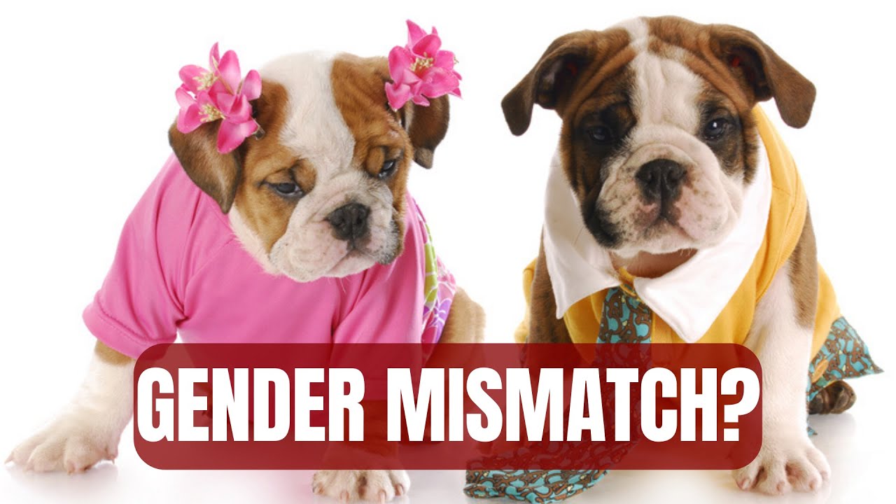 Feminine nouns with masculine articles in Spanish el agua, el águila