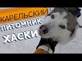 Карельский питомник хаски