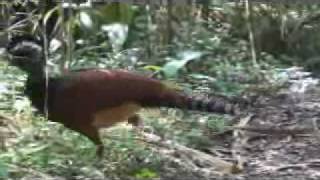 Voyage au Costa Rica - Trip in Costa Rica