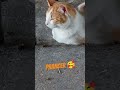 #cat #trending #fyp #shorts #fypシ