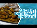 2,000 Year Old Date Seeds in Israel Produce Fruit Seen in Biblical Times