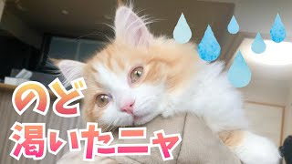 子猫ドンの水飲み【下手くそ場面・自動給水器・お皿】長毛短足マンチカン