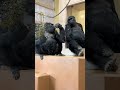 Gorilla Mother Nene and Daughter Ai Sit Close | the Shabani Troop