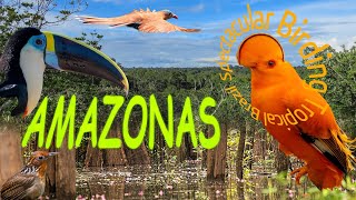 Amazonas Spectacular Birding Tropical Brazil