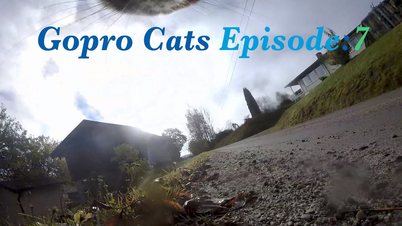 Cat with GoPro going for a roundtrip - YouTube