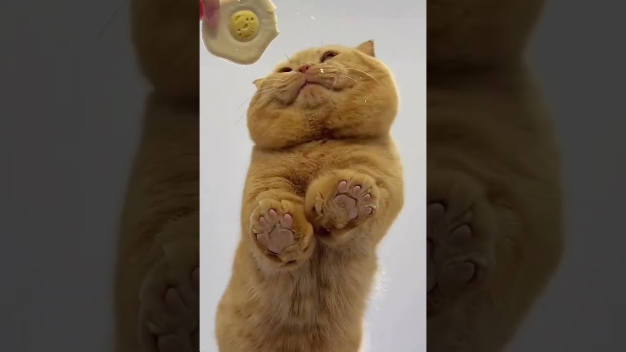 Have you ever seen a ca’s paws 🐾 under a glass table? 😍