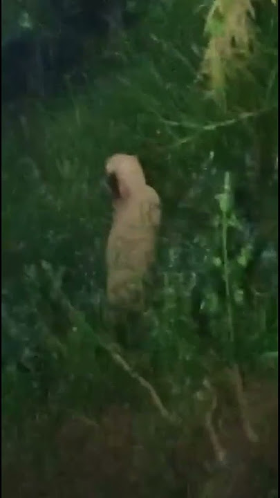 Asli apa palsu? Gimana menurut kalian?