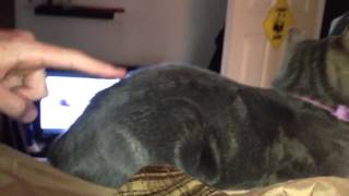 Cats back twitches