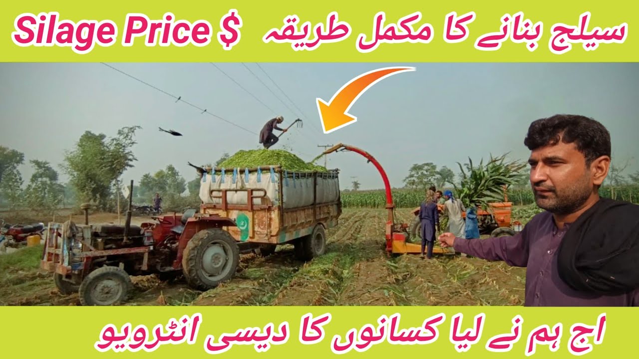How to make maize silage|silage making|Silage making process|kisanon ka desi interview🤓