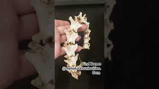 Real Natural Animal Bones.