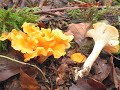 СУШЕНЫЕ ЛИСИЧКИ/ ЛЕЧЕБНЫЕ СВОЙСТВА / Чем полезны сухие грибы лисички
