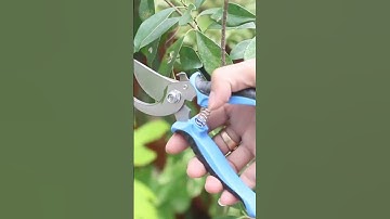 Kéo cắt cành có khoá, không mỏi tay