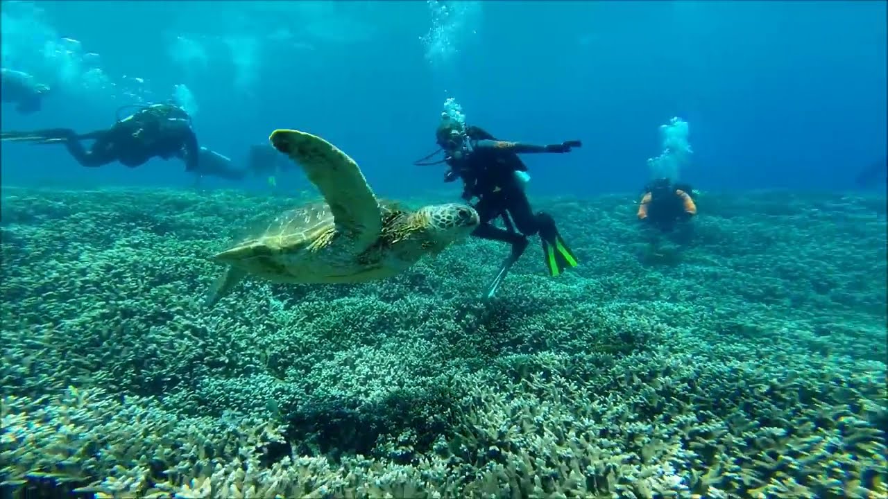 Learn to dive QLD SCUBA Diving Compilation YouTube