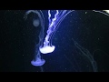 jellyfish Movie 1 soothing gentle relaxing satisfying