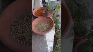 beautiful dove scared behaviour #birdfeeding #shorts