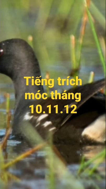 tiếng trích móc đôi tháng 10.11.12