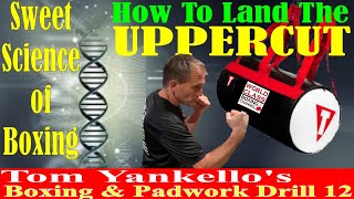 Sweet Science Of Boxing | How To Land The Uppercut