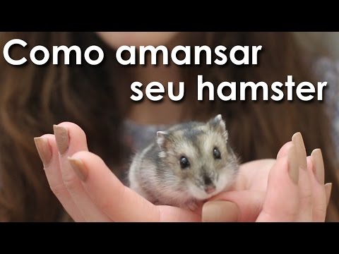 Vídeo: Como Domar Seu Hamster