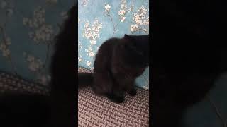 Чёрная кошка-злючка