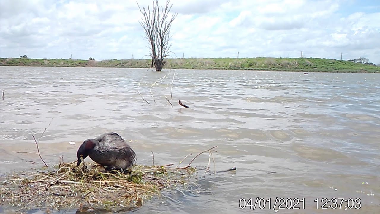 Grebe chick day 2, plus 2nd chick hatches
