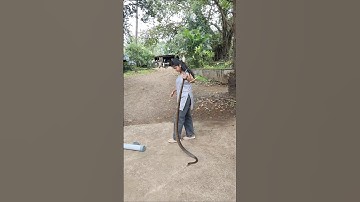 Big size Indian Rat snake rescue 😯🐍