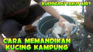 LENGKAP ! Cara Memandikan Kucing Yang Baik dan Benar