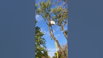Sending Tops of a Big Maple Tree. #stihl #treeremoval #treework #stihlsaw