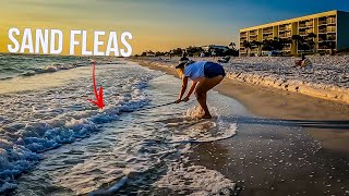 How to Catch Sand Fleas in the Surf - FREE Bait