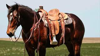 🌲Marshall🌲2020 Dark Bay Percheron/Quarter Horse Crossbred Gelding @billingslivestockcommissio3747