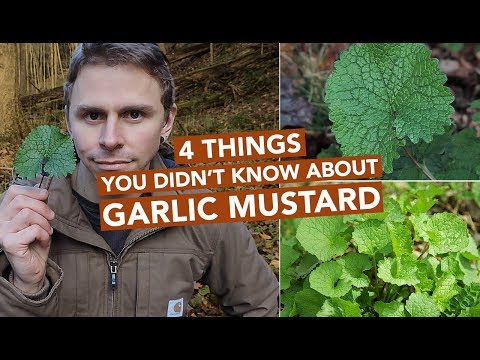 Βίντεο: Can You Eat Garlic Mustard Weeds: Learn About Garlic Mustard Edibility