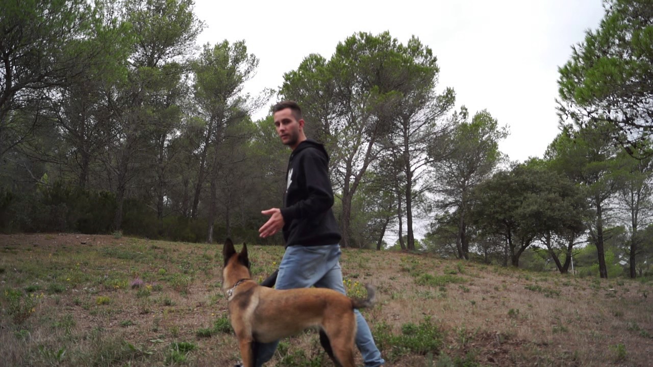 Mon Chien Me Sent Entre Les Jambes TUTO#3 Chien entre les jambes [DRESSAGE] - YouTube