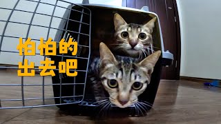 幼幼班搬新家，探頭探腦很疑惑，看到大家都在就放鬆了｜ 西樹 Xishu&Cats by 西樹 Xishu&Cats 3,597 views 3 months ago 5 minutes, 52 seconds