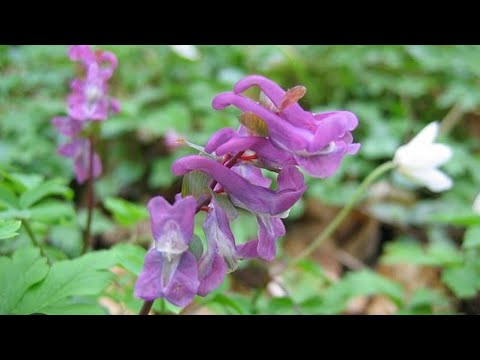 Video: Corydalis: una descrizione del fiore. Corydalis: riproduzione, cura