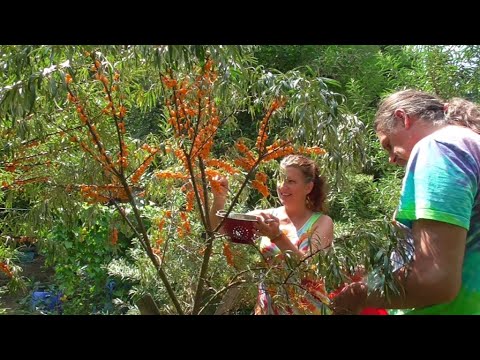 Video: Rakytník V Záhrade