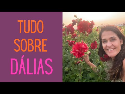 Vídeo: Propagação de dálias a partir de mudas - dicas sobre o cultivo de mudas de dálias