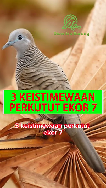 3 Keistimewaan Perkutut Ekor 7 #shorts #perkutut #katuranggan #burungperkutut #satriopitualang #bird