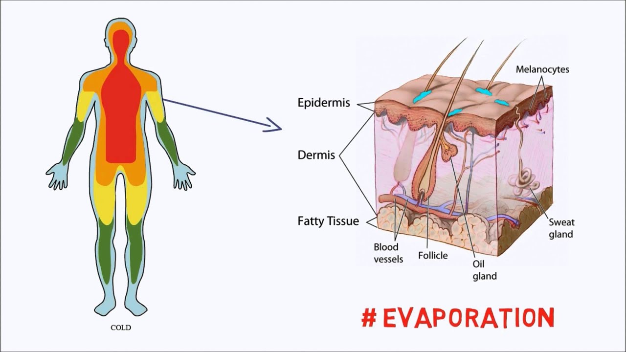 How our Bodies control Temperature - YouTube