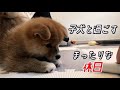 疲れを癒す　子犬とのまったりな休日　エネルギーチャージさせてください　ミックス犬 [ポメ柴]