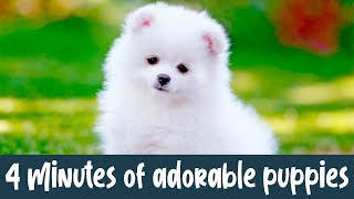 So Cute You'll Want to Watch It 10 Times: 4 Minutes of Adorable Puppies! by Love For Animals 12 views 11 months ago 4 minutes, 21 seconds