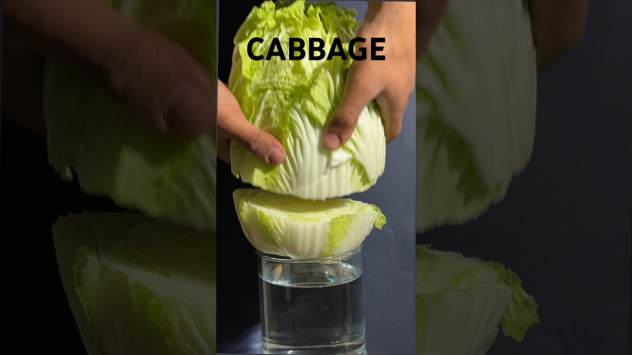 Regrowing cabbage in water for 15 days, part 2 soon 
