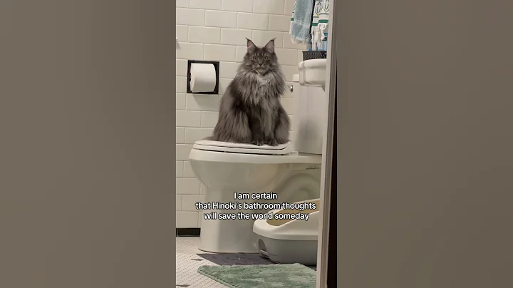Video 11584451: kitten cat funnycat mainecoon, kitten bathroom