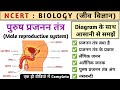 पुरुष प्रजनन तंत्र | male reproductive system in hindi | reproductive system | Biology | Study vines
