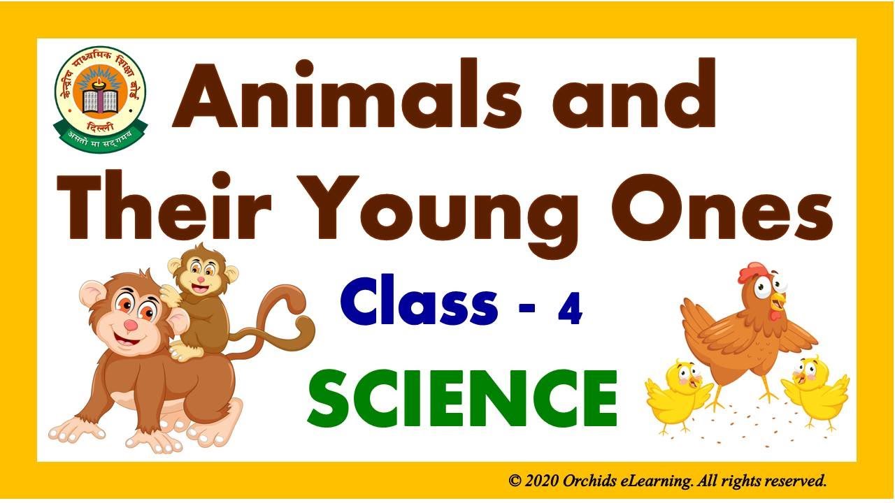 Animals and Their Young Ones| Class - 4 | SCIENCE - CBSE / NCERT |  Reproduction in Animals & Birds - YouTube