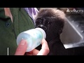 Baby gorilla being hand raised  howletts wild animal park